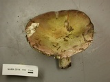 Russula occidentalis image