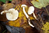 Hygrophorus eburneus image