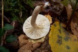 Hygrophorus eburneus image