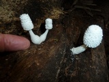 Leucocoprinus cretaceus image