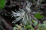 Niebla ceruchis image