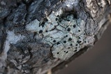 Buellia oidalea image