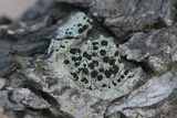 Buellia oidalea image