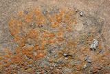 Caloplaca luteominia image