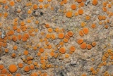 Caloplaca luteominia image