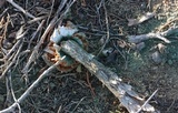 Battarrea phalloides image
