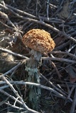 Battarrea phalloides image