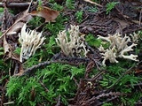 Clavulinopsis umbrinella image