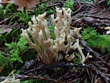 Clavulinopsis umbrinella image