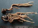 Clavulinopsis umbrinella image