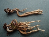 Clavulinopsis umbrinella image