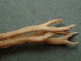 Clavulinopsis umbrinella image