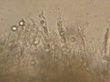 Clavulinopsis umbrinella image