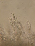 Clavulinopsis umbrinella image