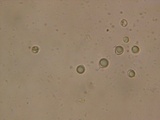 Clavulinopsis umbrinella image
