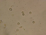Clavulinopsis umbrinella image