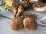Inocybe hirsuta var. maxima image