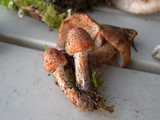Inocybe hirsuta var. maxima image