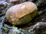 Gastroboletus turbinatus image