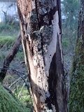 Hyphoderma roseocremeum image