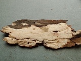 Hyphoderma roseocremeum image