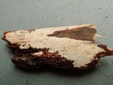Hyphoderma roseocremeum image