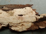 Hyphoderma roseocremeum image