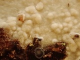 Hyphoderma roseocremeum image