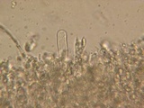 Hyphoderma roseocremeum image
