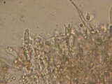 Hyphoderma roseocremeum image
