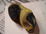 Gastroboletus turbinatus image