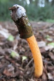 Phallus rubicundus image