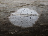 Julella vitrispora image
