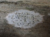 Julella vitrispora image