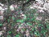 Megacollybia rodmanii image