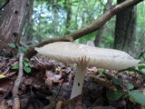 Megacollybia rodmanii image