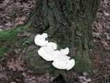Tyromyces chioneus image