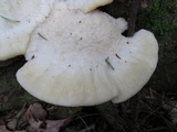 Tyromyces chioneus image