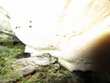 Tyromyces chioneus image