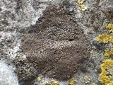 Verrucaria nigrescens f. nigrescens image