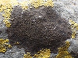Verrucaria nigrescens f. nigrescens image