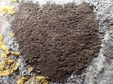 Verrucaria nigrescens f. nigrescens image