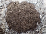 Verrucaria nigrescens f. nigrescens image