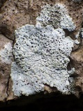 Diploicia canescens image