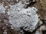 Diploicia canescens image