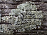 Diploicia canescens image