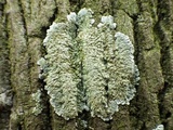 Diploicia canescens image