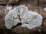 Diploicia canescens image
