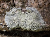 Diploicia canescens image