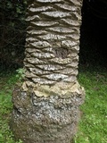 Diploicia canescens image